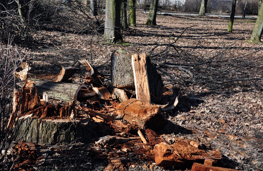 Kraków: wycinają martwe drzewa przy szpitalu Babińskiego [ZDJĘCIA]
