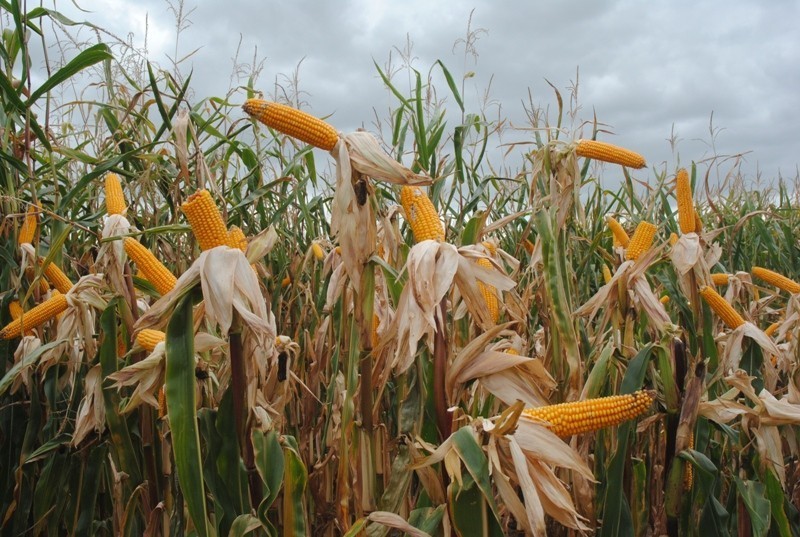 Krajowy Dzień Kukurydzy w Starym Gołębinie