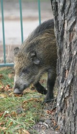 Kraków: śmiertelne potrącenie dzika