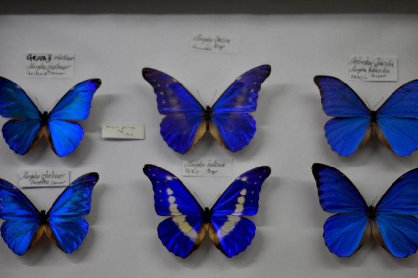 Bochnia: w Muzeum Motyli powstanie wylęgarnia? [ZDJĘCIA]