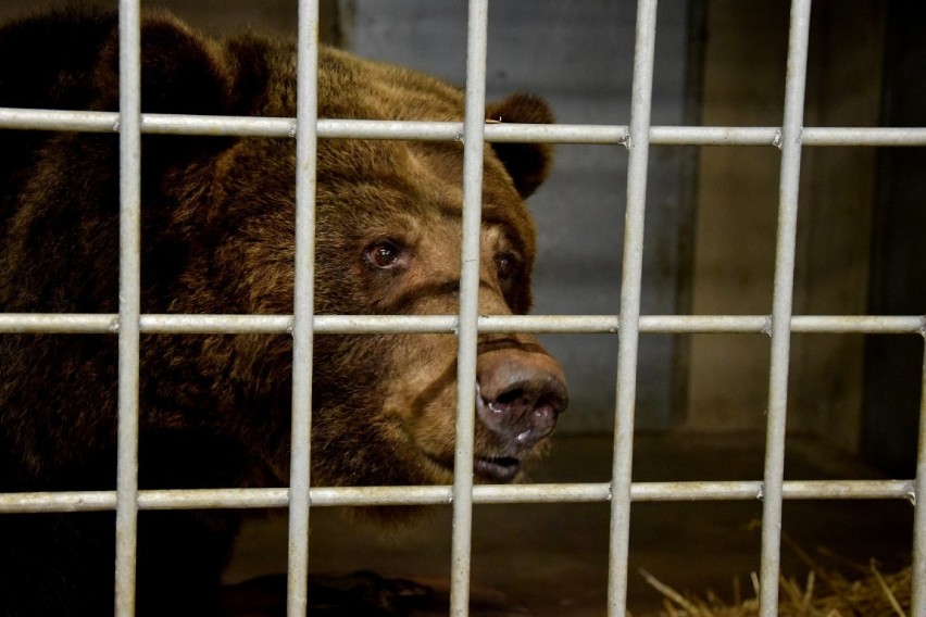 Zoo w Poznaniu: Poznajcie niedźwiedzice Ewkę i Gienię [ZDJĘCIA]