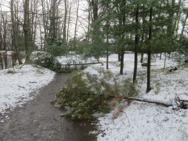 Połamane drzewa i wywrócone ławki. W Nysie ktoś zniszczył park przy kościele.