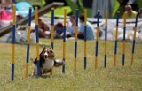 W Parku Kolibki w Gdyni odbyły się psie zawody [WIDEO, ZDJĘCIA] 