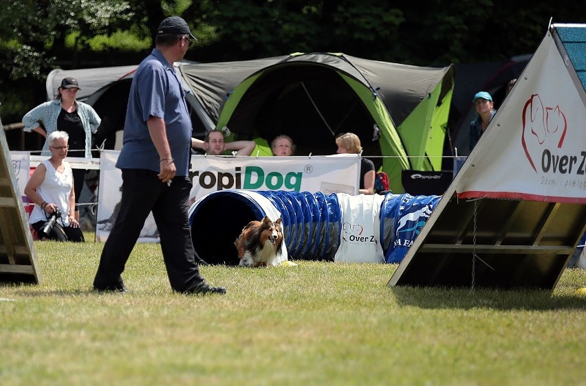 Psie zawody w Gdyni odbywają się w Parku Kolibki