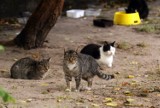O TYM SIĘ MÓWI: Rozpoczęła się bezpłatna akcja sterylizacji kotów