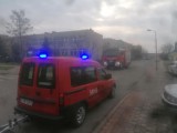 Agresywny lis na terenie szkoły w Tomaszowie Maz. Pomogli strażacy 