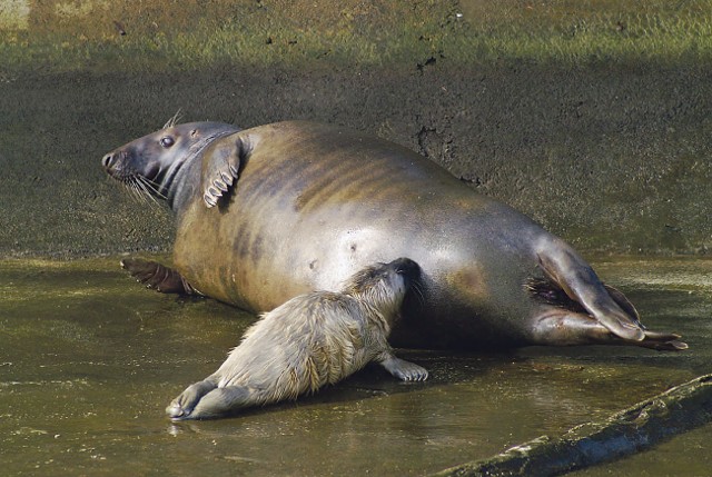 Foka Reja ze swą córką Marcysią - w oliwskim ogrodzie zoologicznym