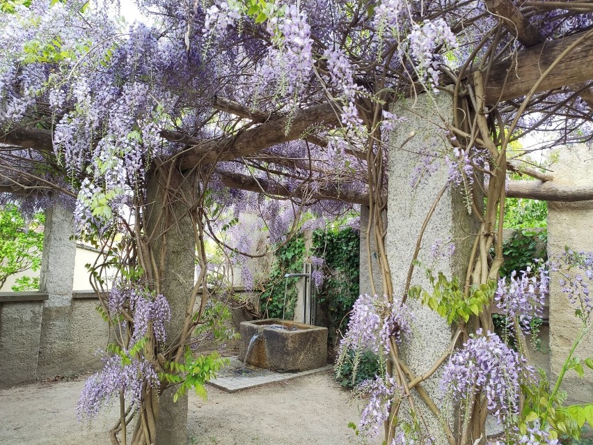 To najlepszy moment na odwiedzenie Baszty Wołowej. Wisteria chińska w pełni rozkwitła. Mieszkańcy pogranicza lubią tu przychodzić