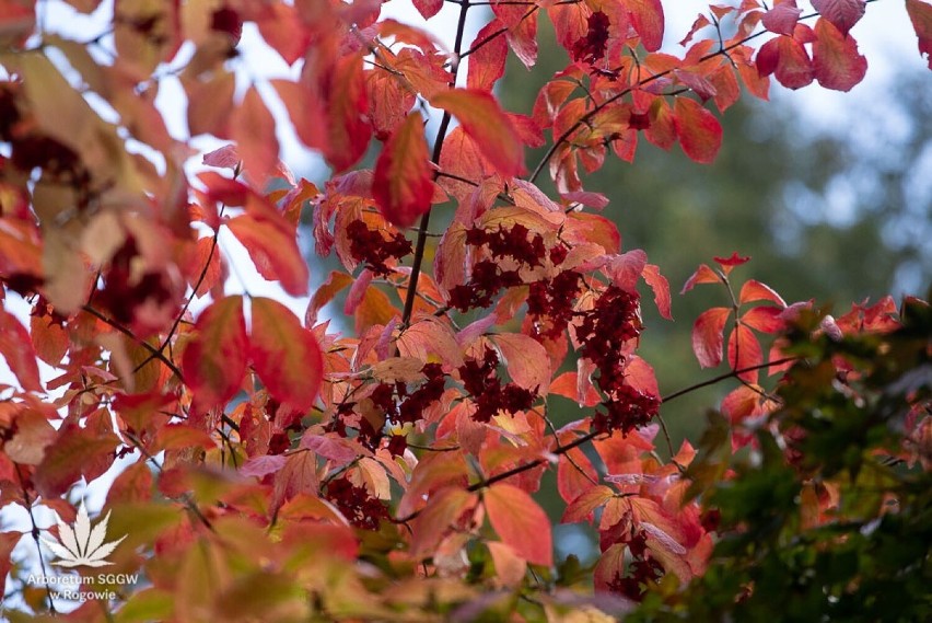 Arboretum w Rogowie w jesiennych barwach. Jest kolorowo i klimatycznie!