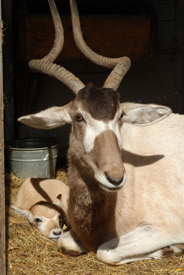 Addaks w krakowskim zoo