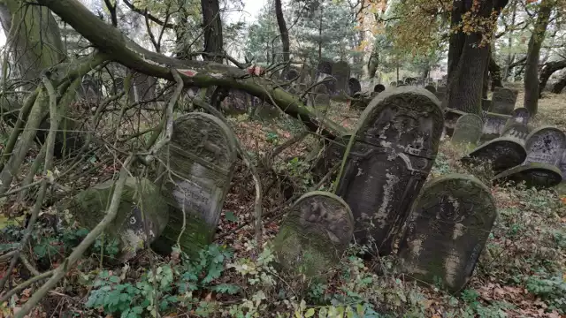 Zabytkowy cmentarz żydowski w Piotrkowie popada w ruinę. Łódzka gmina żydowska nie dba o niego od lat