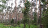 Brynek: Zakaz wstępu do lasu. Zbyt dużo połamanych drzew