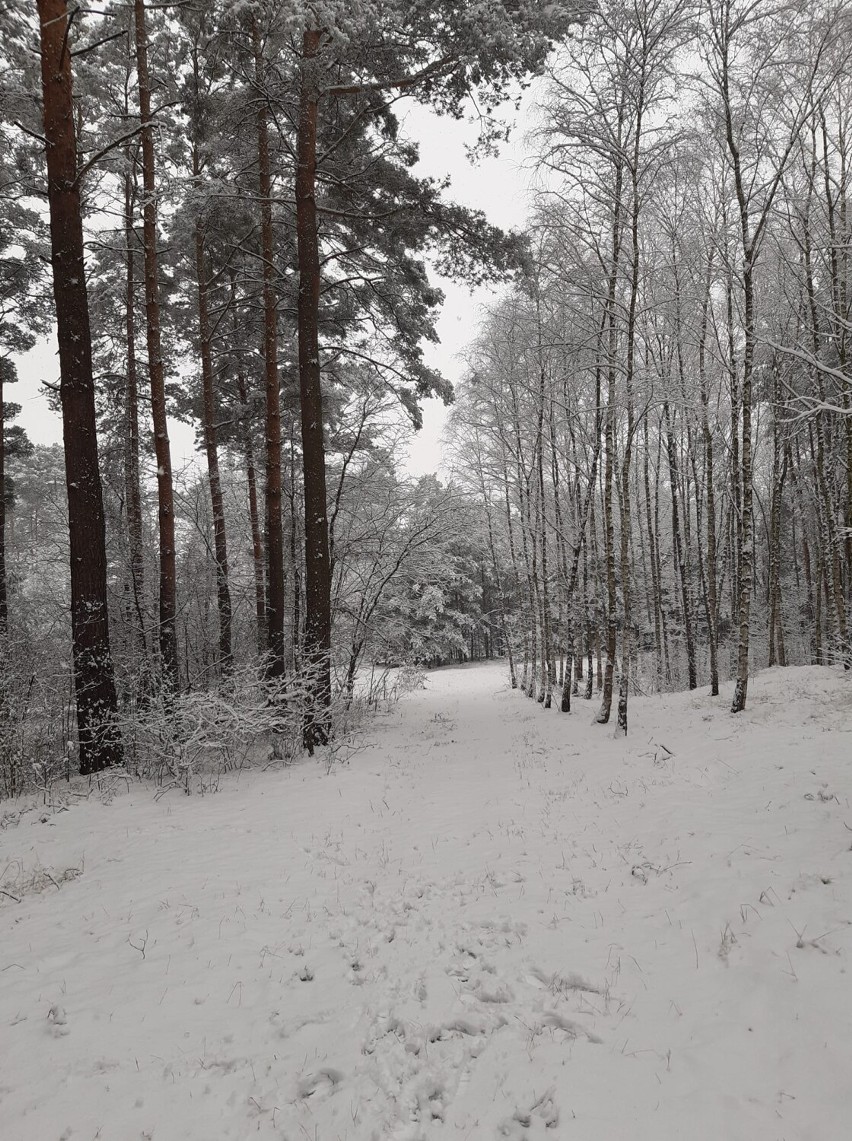 Otuleni białym puchem - 5.12.2021