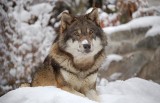 Odstrzał wilków na Słowacji. Zabijają drapieżniki, które w Polsce były pod ścisłą ochroną