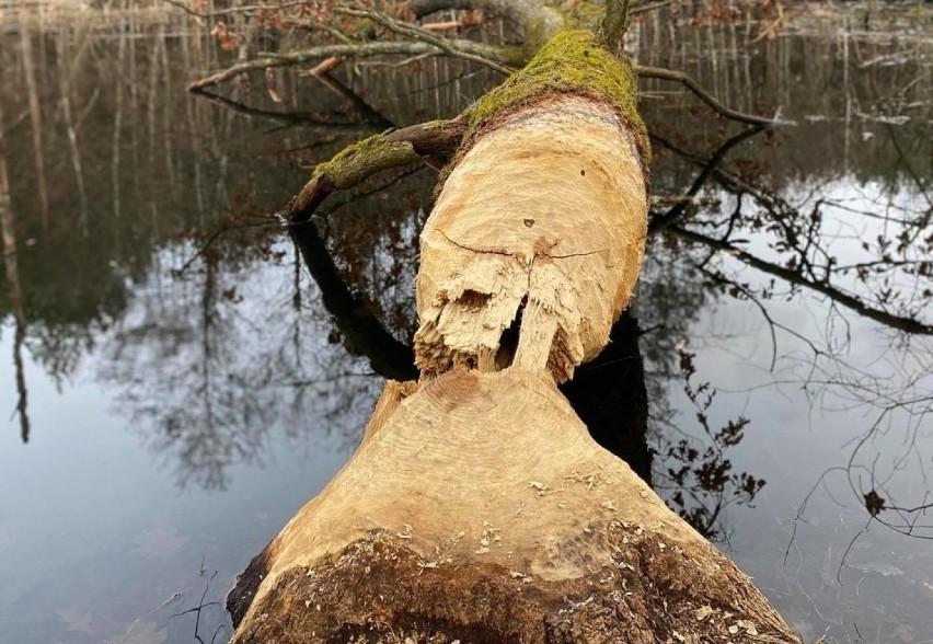 Dziś Dzień Bobra. Nad Słupią mieszkają liczne bobrze rodziny