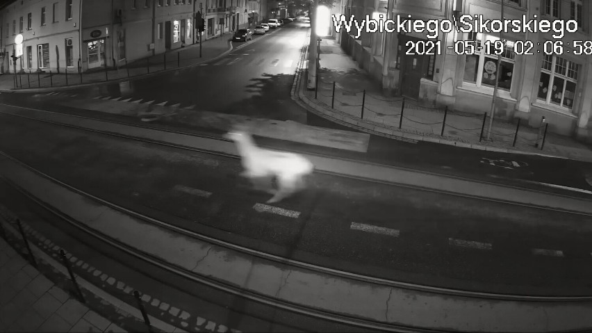 Sarna biegła środkiem ulicy w centrum Grudziądza [zdjęcia, wideo]