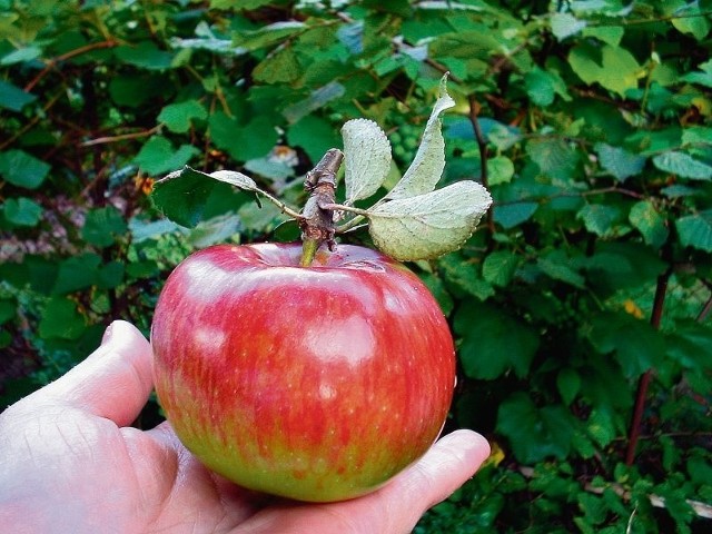 Koksa, a także antonówka, kosztela, kronselka, szara reneta - te odmiany jabłek znane były w Polsce już w średniowieczu. Są smaczne, odporne na mrozy, obficie owocujące. Są także odporniejsze na choroby i szkodniki, dlatego nie trzeba ich pryskać chemią. Są doskonałe na przetwory.