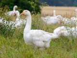 Ptasia grypa w powiecie sieradzkim. Nowe obostrzenia. Jakie? (rozporządzenie)