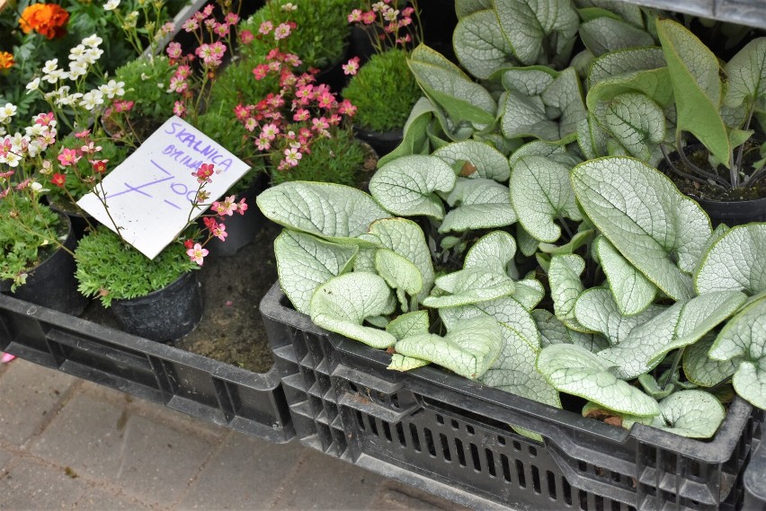 Już czas na zagospodarowanie balkonu i ogrodu. Ile kosztują sadzonki kwiatów i warzyw na chełmskim bazarze?  Zobacz zdjęcia