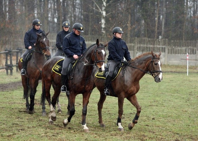 Podczas treningu w Łagiewnikach konie strażników miejskich muszą przejść m.in. przez wąskie bramki.