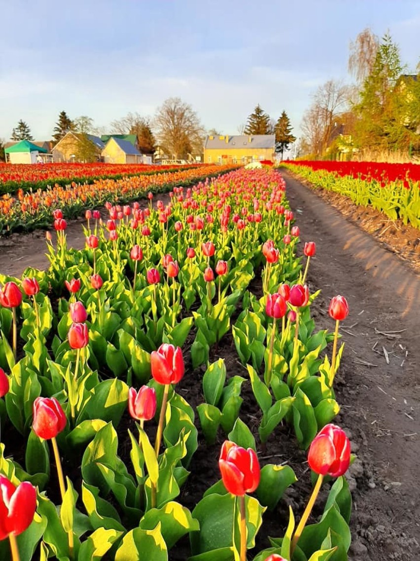 Niesamowity ogród tulipanowy w Cedrach Wielkich! Można zwiedzać, rwać i kupować
