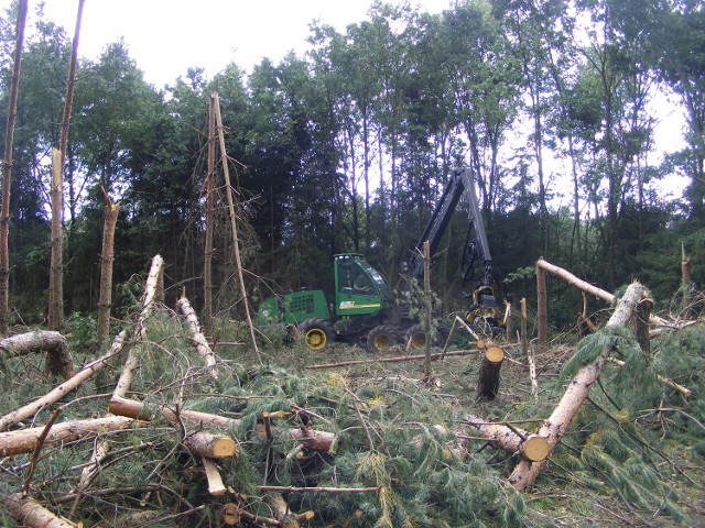 Lasy w gminie Murowana Goślina po przejściu nawałnicy