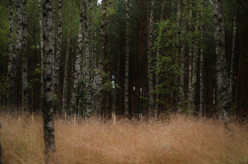 Las i jego atrakcje [zdjęcia]