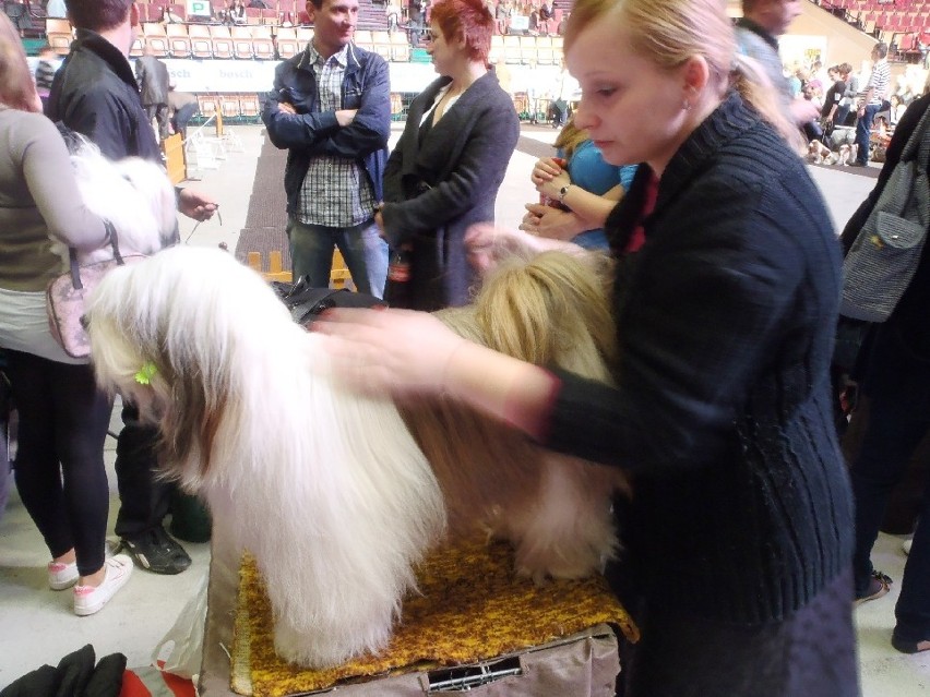 Katowice: XVII Międzynarodowa Wystawa Psów Rasowych w Spodku [ZDJĘCIA]