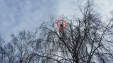Chojny. Kot wszedł na czubek drzewa. Uratowali go strażacy z OSP Miastkowo (zdjęcia)