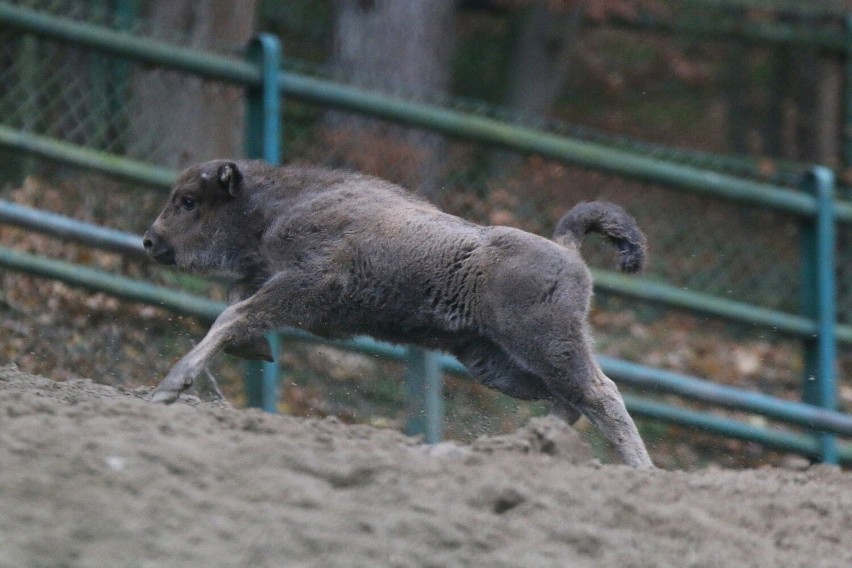 Mała samiczka żubra w gdańskim ZOO