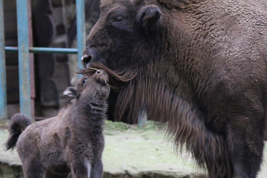 Mała samiczka żubra w gdańskim ZOO