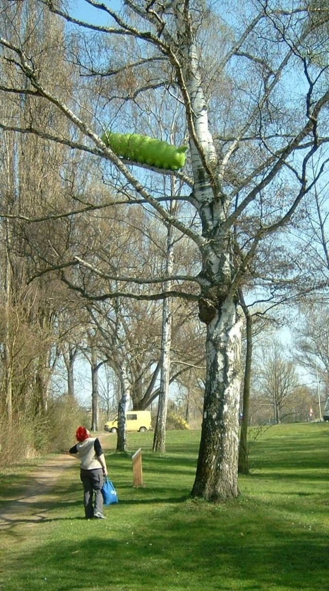 Gąsienica-poczwara.