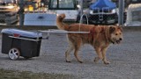 Jest praca w Schronisku dla Bezdomnych Zwierząt w Kiczarowie! Dla psiego behawiorysty