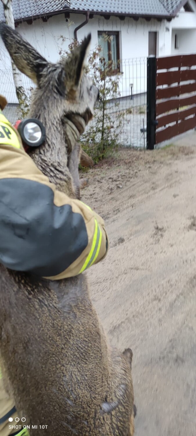 Wągrowiec. Strażacy ratowali sarnę uwięzioną w metalowym ogrodzeniu 