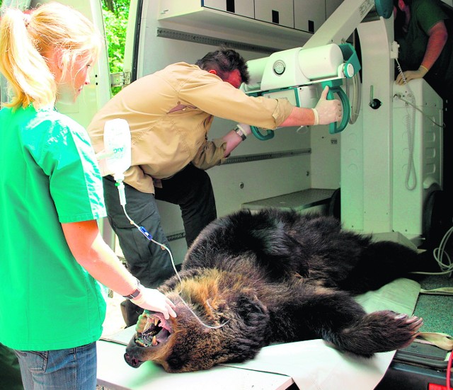 Uśpienie, przebadanie i załadowanie niedźwiedzic na ciężarówkę zajęło dwie godziny