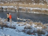 Od Czytelnika: Łabędzie nad Bystrzycą (ZDJĘCIA)