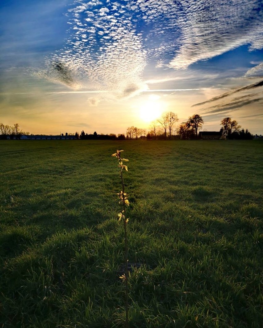 Pani Ola sadzi drzewka