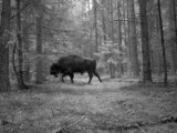 Wigierski Park Narodowy: A to niespodzianka, w Parku też są...