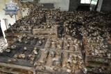Sztum: Ukradli 12 ton ślimaków [FILM]