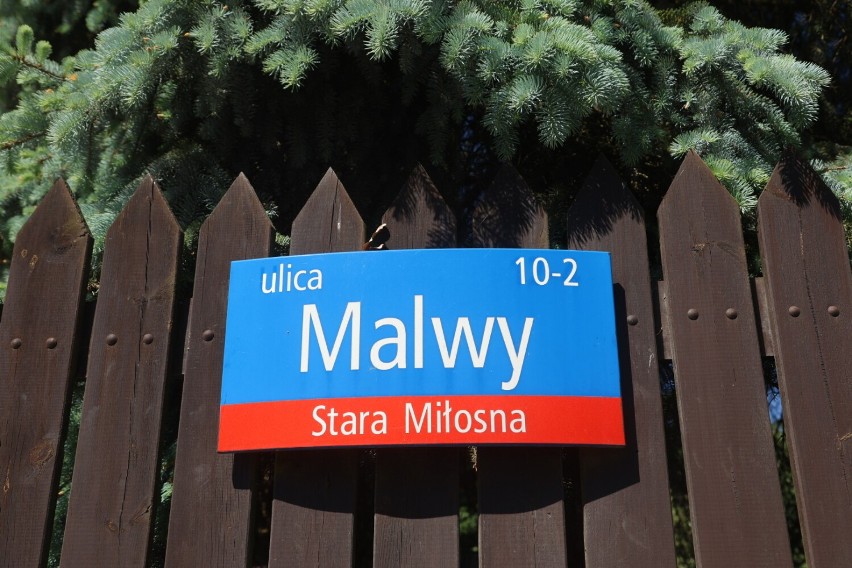 Warszawa. Miłosz i Malwa miały iść pod topór, teraz mogą zdobyć tytuł Drzewa Roku. Można już głosować na dęby ze Starej Miłosnej