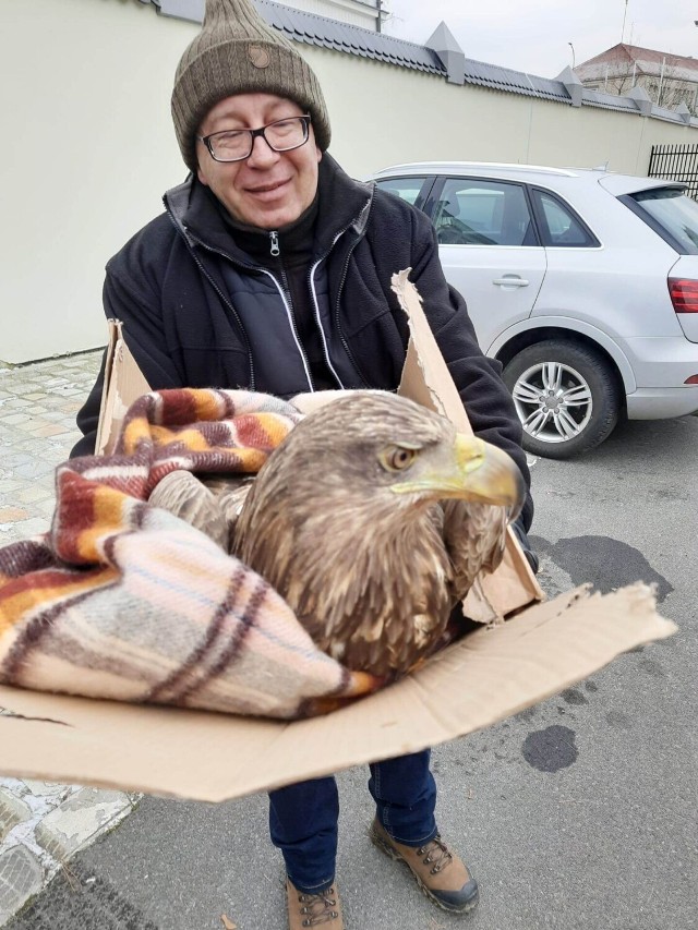 To już drugi przypadek zatrutego bielika w ciągu dwóch dni na terenie powiatu brzeskiego.