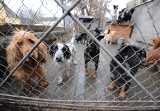 Poznań: Animal Security nie chce schroniska