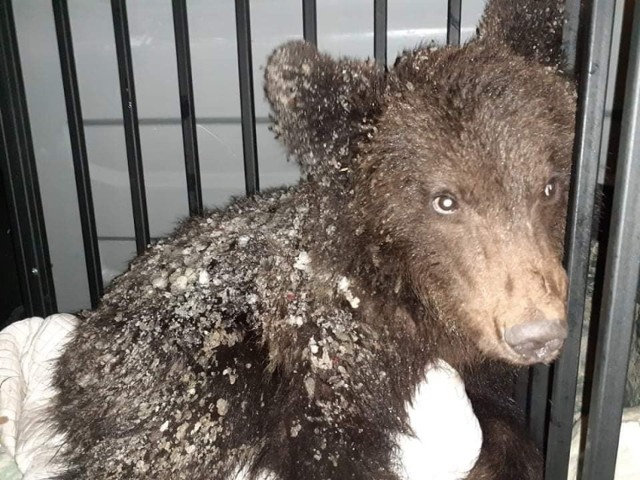Niedźwiadek Ada trafił do Ośrodka Rehabilitacji Zwierząt Chronionych w Przemyślu.