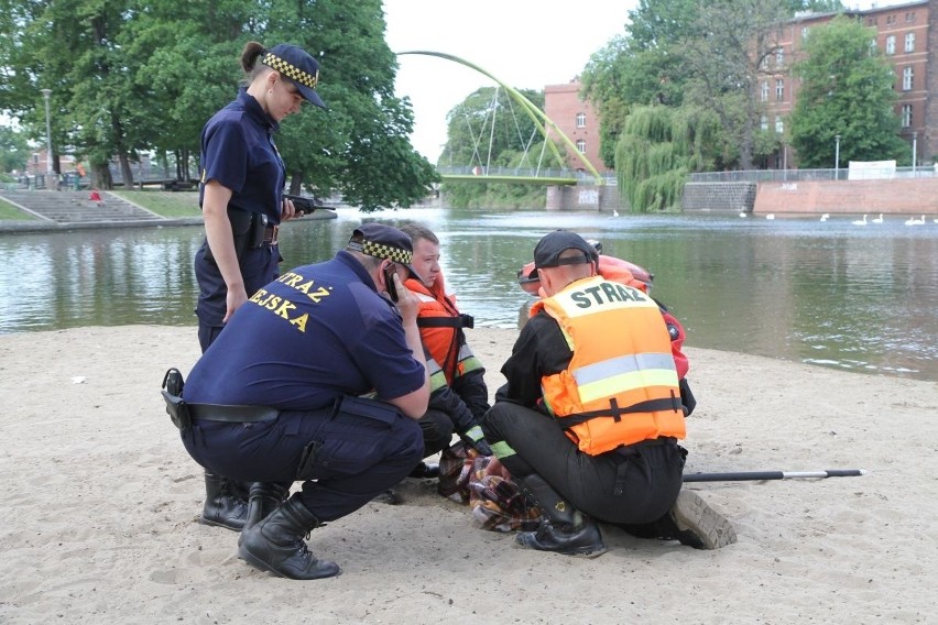 Wrocław: Strażacy wyłowili z Odry jelonka (ZDJĘCIA)