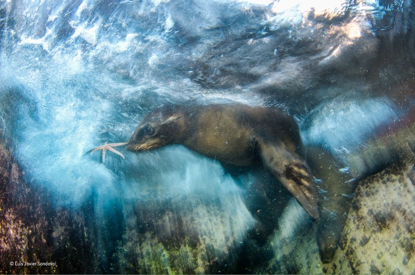 Wildlife Photographer of The Year. Jedno ze zwycięskich zdjęć