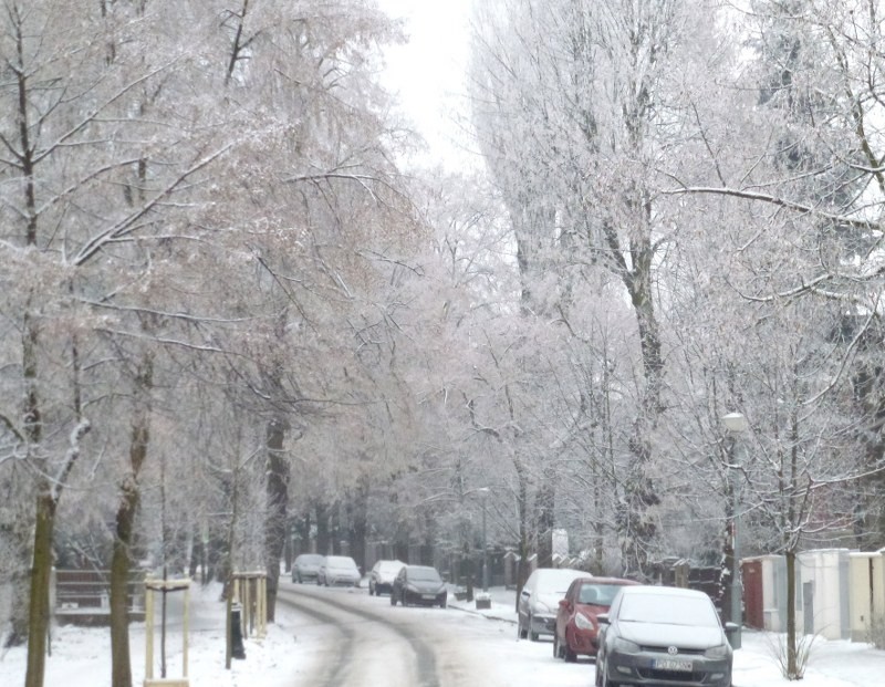 Zima w Poznaniu potrafi być przepiękna. Zobaczcie niezwykłe zdjęcia! [GALERIA]