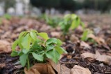 GORZÓW WLKP. W Parku Róż rośnie już 33 tys. nowych roślin [ZDJĘCIA]