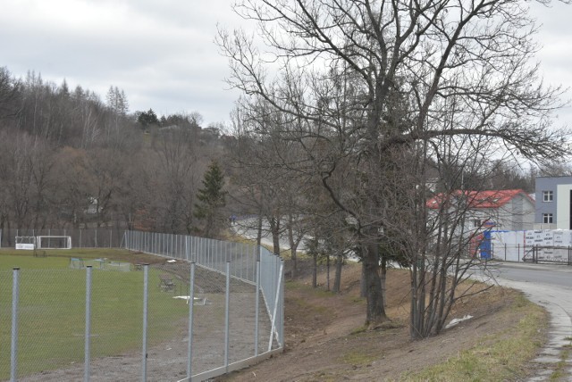 Ośrodek Sportu i Rekreacji w Gorlicach ma pozwolenie na wycinkę wszystkich jesionów w obrębie stadionu