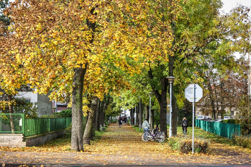 Leszno jak z bajki. Złota polska jesień 2022 jest wyjątkowa. Tak pięknej i ciepłej nie mieliśmy od lat ZDJĘCIA