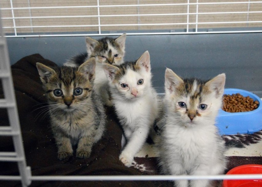 Koty do adopcji w opolskim schronisku